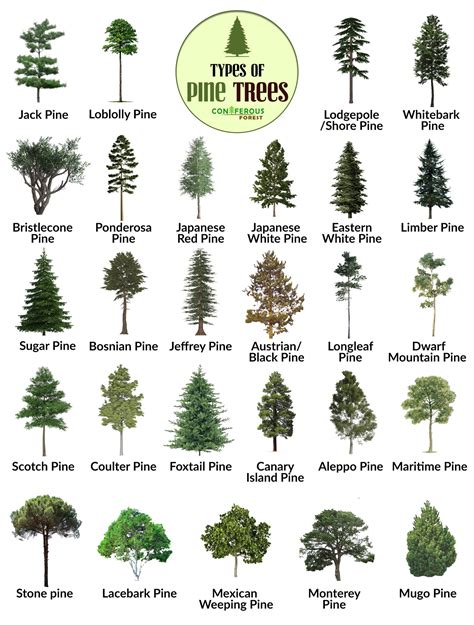 pinatreel|40 Types of Pine Trees With Identifying Facts .